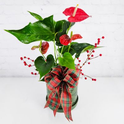Christmas Anthurium