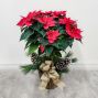 Poinsettia Tree