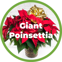 Giant Poinsettia Plant - 5 Branch
