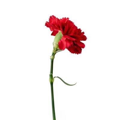 Bulk Carnations - 25 Stems