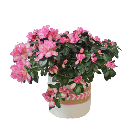 Pink Azalea Plant