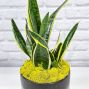 Snake Plant in Ceramic