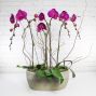 Phalaenopsis Orchid Planter - 4 Stem