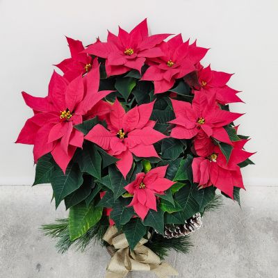 Poinsettia Tree