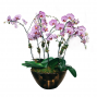 Orchid Planter Deluxe