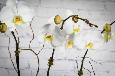 Phalaenopsis Orchid Planter (4 Stem)