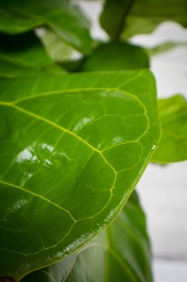 Fiddle Leaf Fig Tree