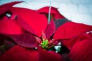 Medium-Short Poinsettia Plant - Silver