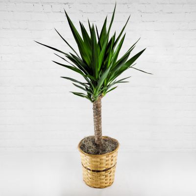 Yucca Palm