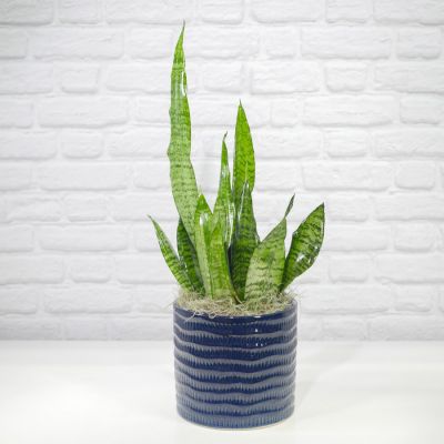 Snake Plant (6