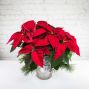 Medium-Short Poinsettia Plant - Silver