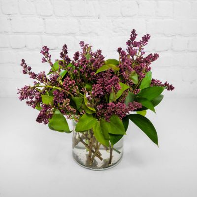 Lilacs in Love