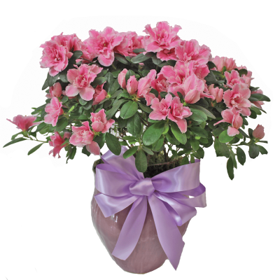 Azalea for Mom