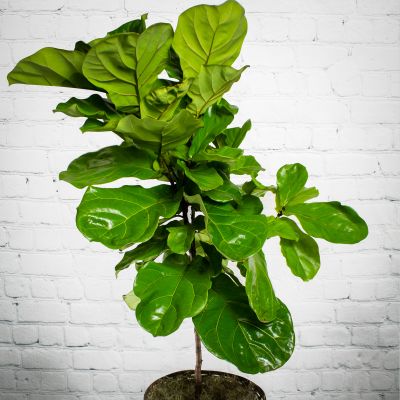Fiddle Leaf Fig Tree