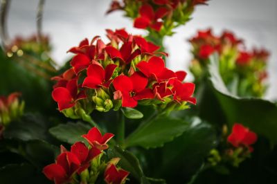 Christmas Kalanchoe