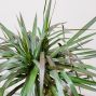 Dracaena Plant