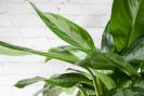 Aglaonema Plant