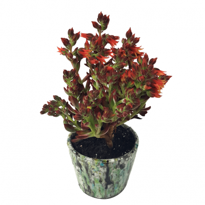 Red Velvet Echeveria