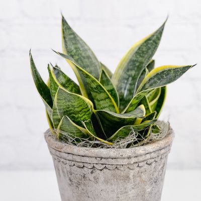 Twisted Sister Sansevieria 