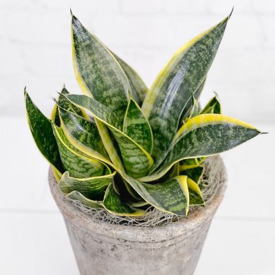 Twisted Sister Sansevieria 