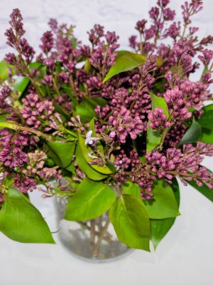 Lilacs in Love