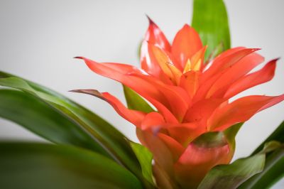 Beautiful Bromeliad Plant 