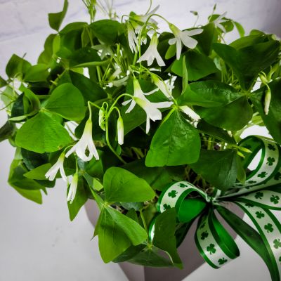 Oxalis (Shamrock) Plant