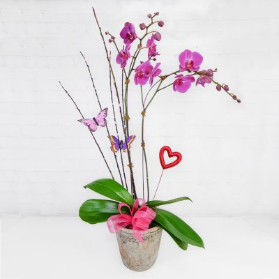 Valentine's Day Orchid Plant - Upgrade