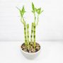 Lucky Bamboo Design