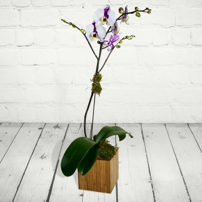 Orchid Plant in Bamboo cube