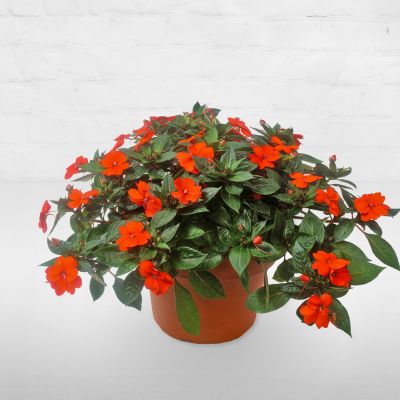 Impatiens Planter