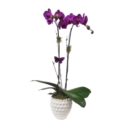 Mom's Orchid Plant