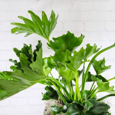 Hope Philodendron