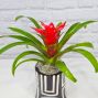 Bromeliad in Ceramic