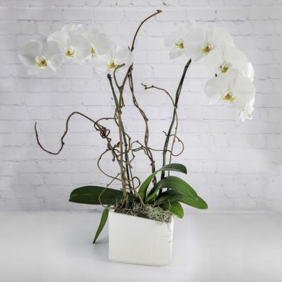Phalaenopsis Orchid Planter (2 Stem)