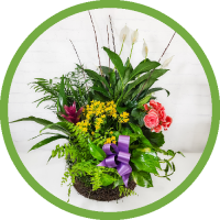 European Garden In Moss Basket - Large