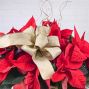 Poinsettia Plant - 2 Branch Tall