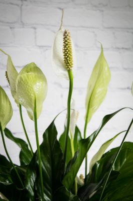 Serene Peace Lily Plant - 6