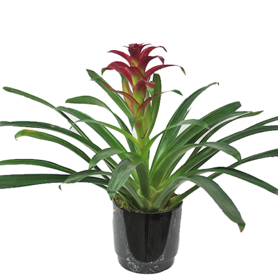 Assorted Bromeliad Plant in Ceramic 