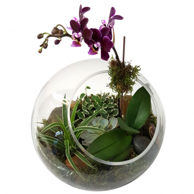 Terrarium