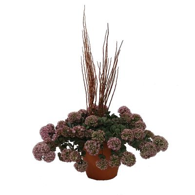 Seedum Plant