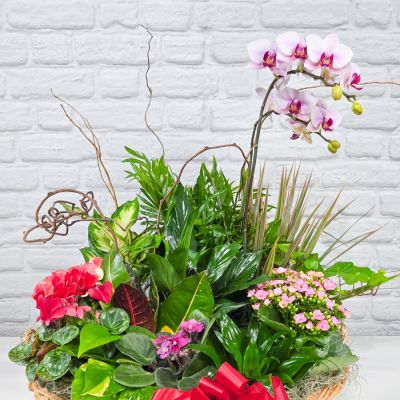 European Dish Garden - Premium