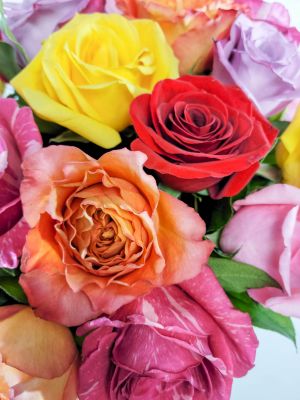Splash of Summer Roses