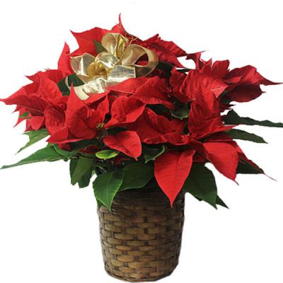 Large Poinsettia Plant