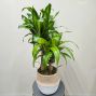 Corn Plant