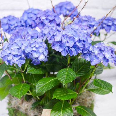 Hydrangea Planter