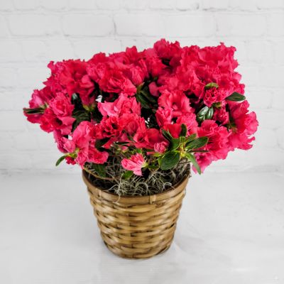 Azalea Plant