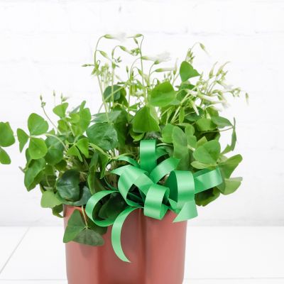 Lucky Clover Oxalis Plant