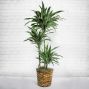 Dracaena Jumbo Cane Tree