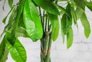 Money Tree